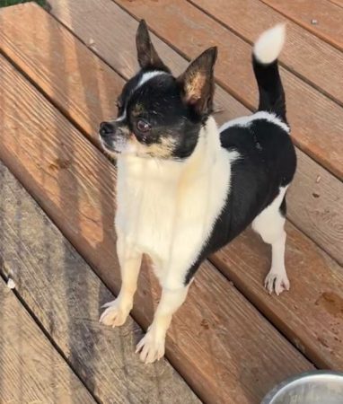 Bandito male Chihuahua