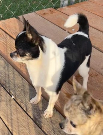 Bandito male Chihuahua