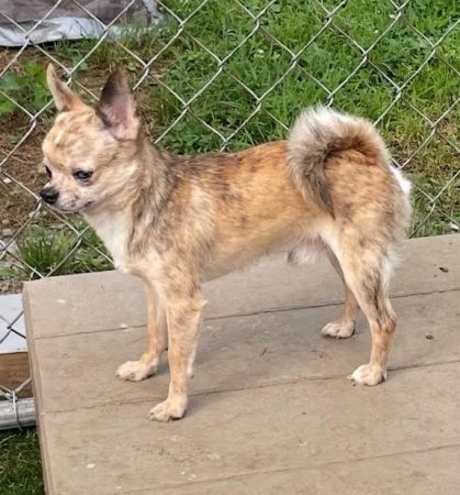 Honeybee male Chihuahua