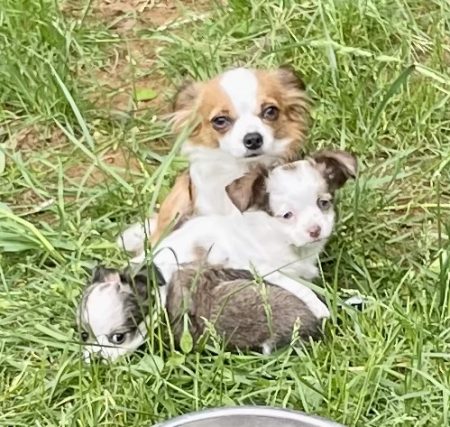 Chihuahua puppies