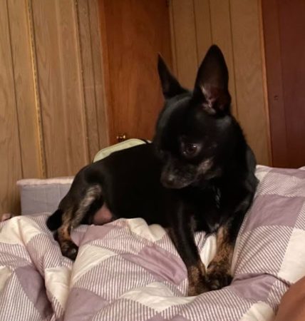 Lexy - Female Chihuahua