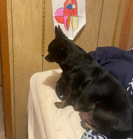 Lexy - Female Chihuahua