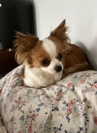 Rena female Chihuahua