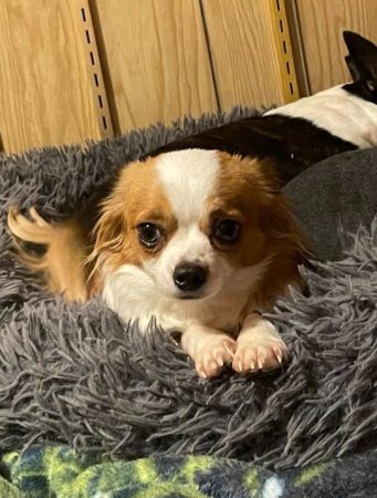 Rena female Chihuahua