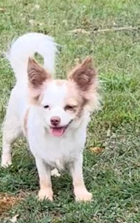 Sophie female Chihuahua