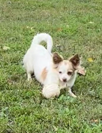 Sophie female Chihuahua