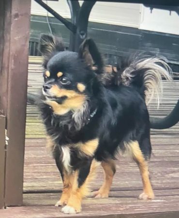 Summer female chihuahua