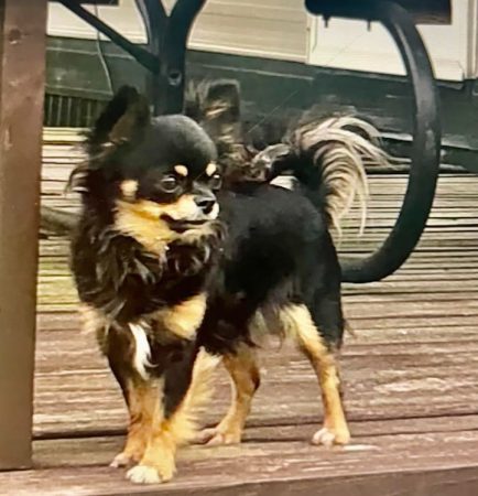 Summer female chihuahua