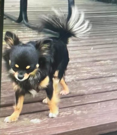 Summer female chihuahua