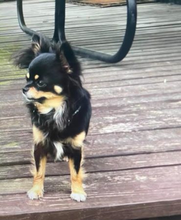 Summer female chihuahua