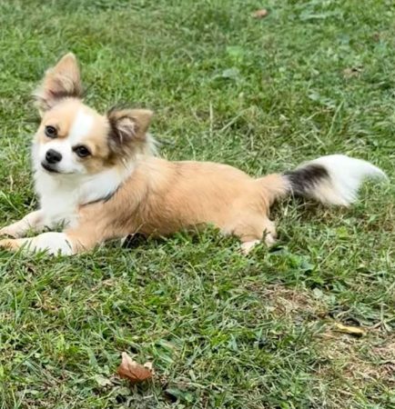 Zoey female Chihuahua