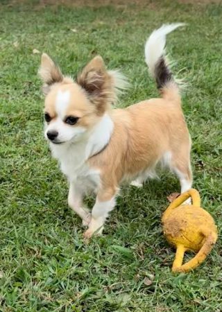 Zoey female Chihuahua