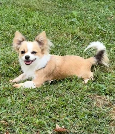 Zoey female Chihuahua