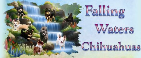 Falling Waters Chihuahuas