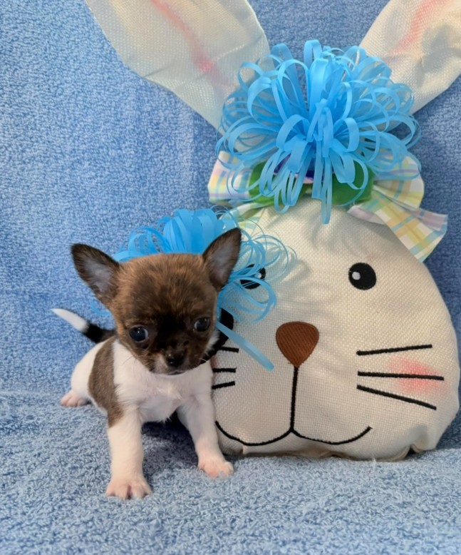 Chihuahua Puppies